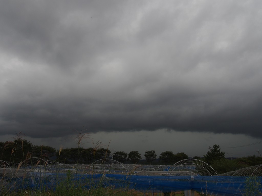 岡山吉備中央町ぶどうピオーネ