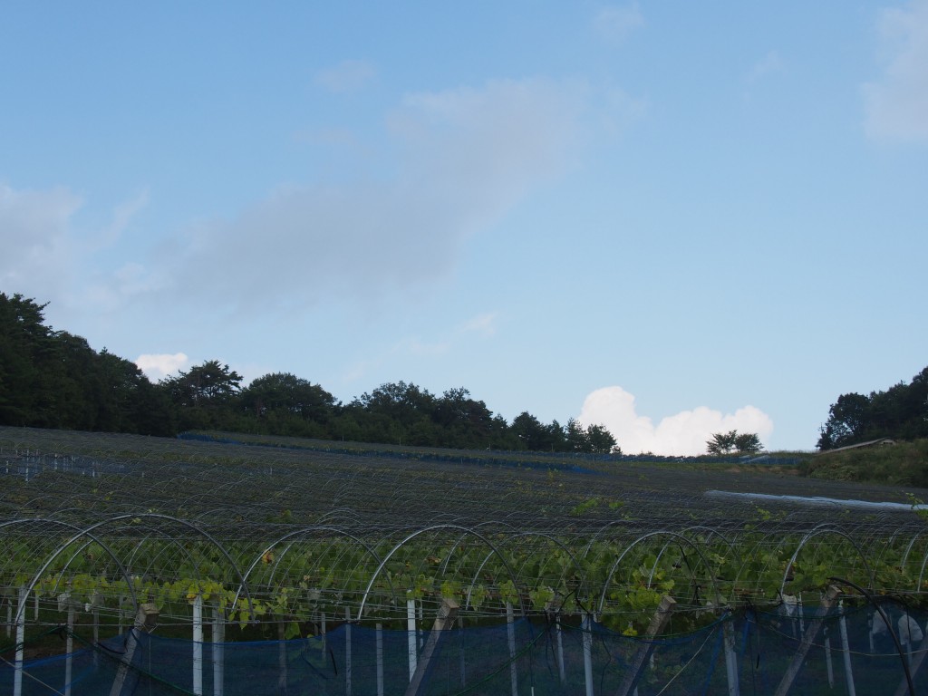 岡山吉備中央町ぶどうピオーネ