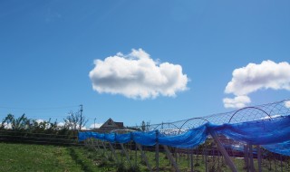 岡山吉備中央町ぶどうピオーネ