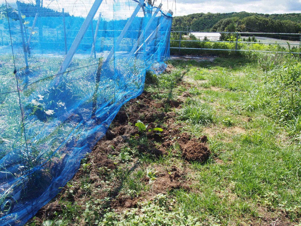 岡山吉備中央町ぶどうピオーネ