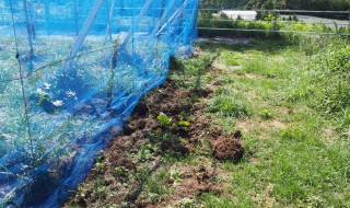 岡山吉備中央町ぶどうピオーネ