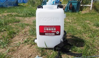 岡山吉備中央町ぶどうピオーネ