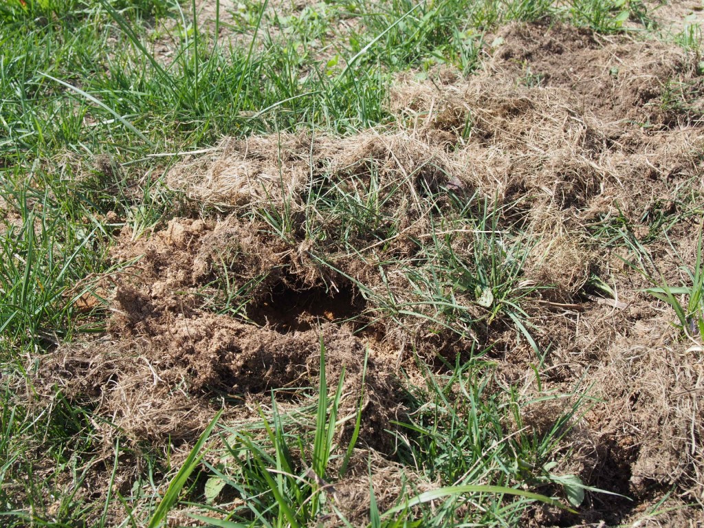 岡山吉備中央町ぶどうピオーネ