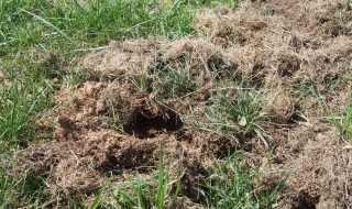 岡山吉備中央町ぶどうピオーネ