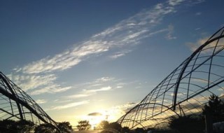 岡山吉備中央町ぶどうピオーネ