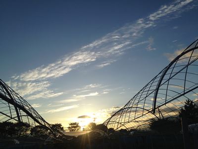 岡山吉備中央町ぶどうピオーネ