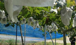 岡山吉備中央町ぶどうピオーネ