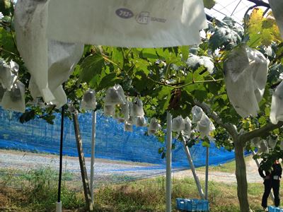 岡山吉備中央町ぶどうピオーネ