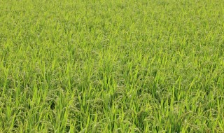 岡山吉備中央町ぶどうピオーネ