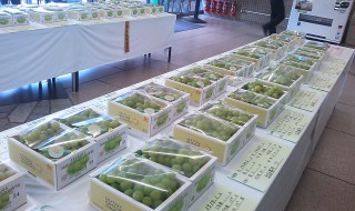 岡山吉備中央町ぶどうピオーネ