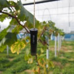 岡山吉備中央町ぶどうピオーネ