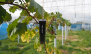 岡山吉備中央町ぶどうピオーネ