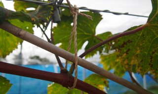 岡山吉備中央町ぶどうピオーネ