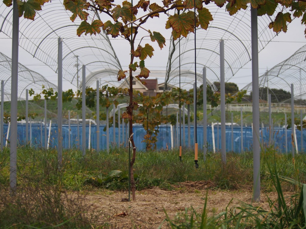アグリスジャパン天空のピオーネ農園