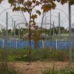 アグリスジャパン天空のピオーネ農園