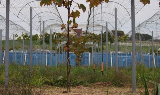 アグリスジャパン天空のピオーネ農園