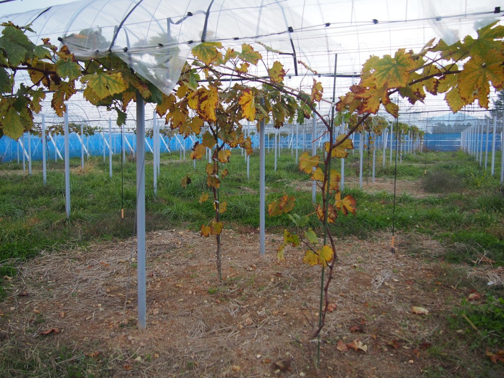 岡山吉備中央町ぶどうピオーネ