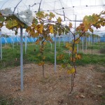 岡山吉備中央町ぶどうピオーネ