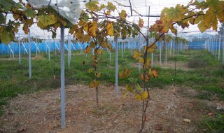 岡山吉備中央町ぶどうピオーネ