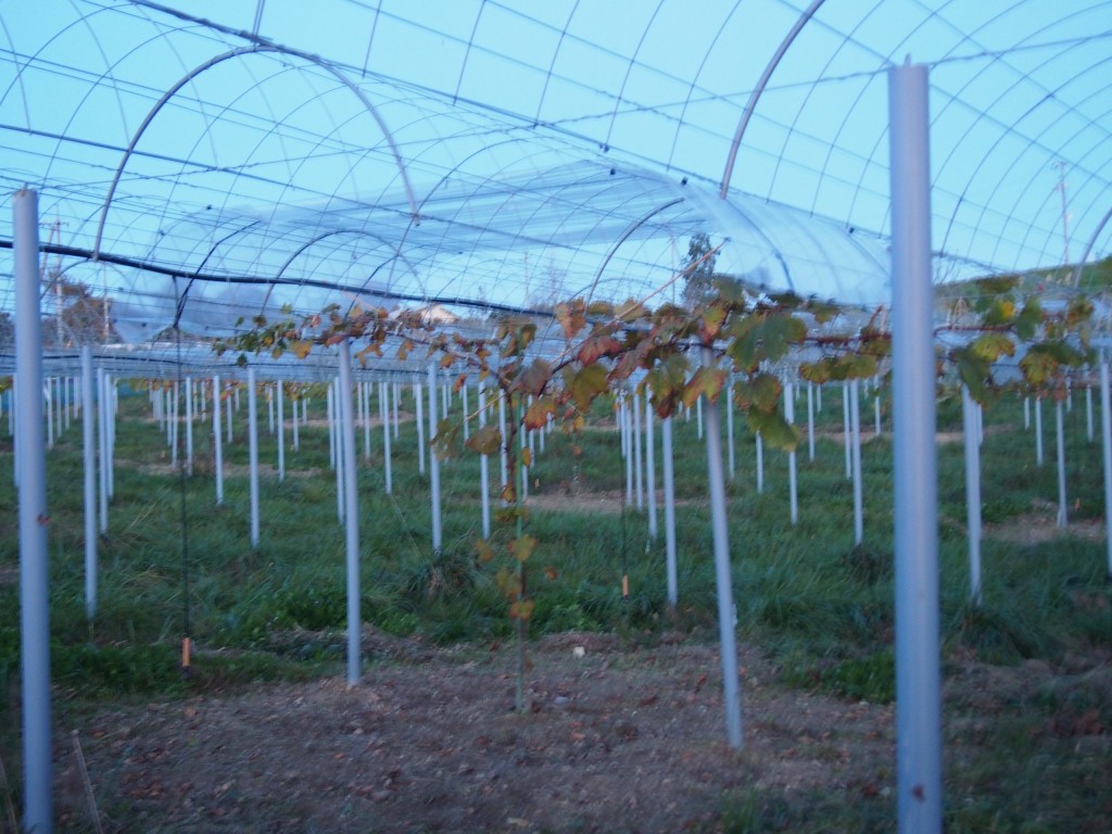 岡山吉備中央町ぶどうピオーネ