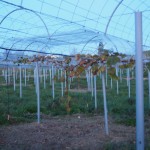 岡山吉備中央町ぶどうピオーネ