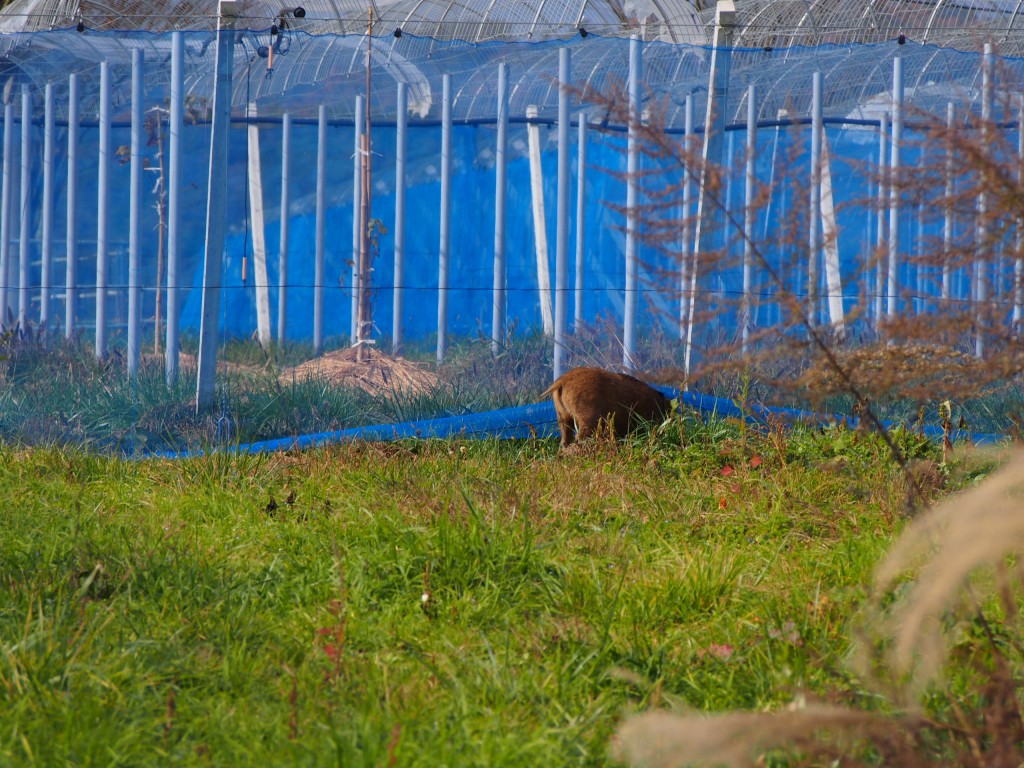 岡山吉備中央町天空ピオーネ農園