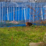岡山吉備中央町天空ピオーネ農園