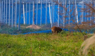 岡山吉備中央町天空ピオーネ農園