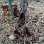 岡山吉備中央町ぶどうピオーネ