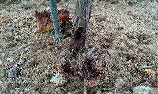 岡山吉備中央町ぶどうピオーネ