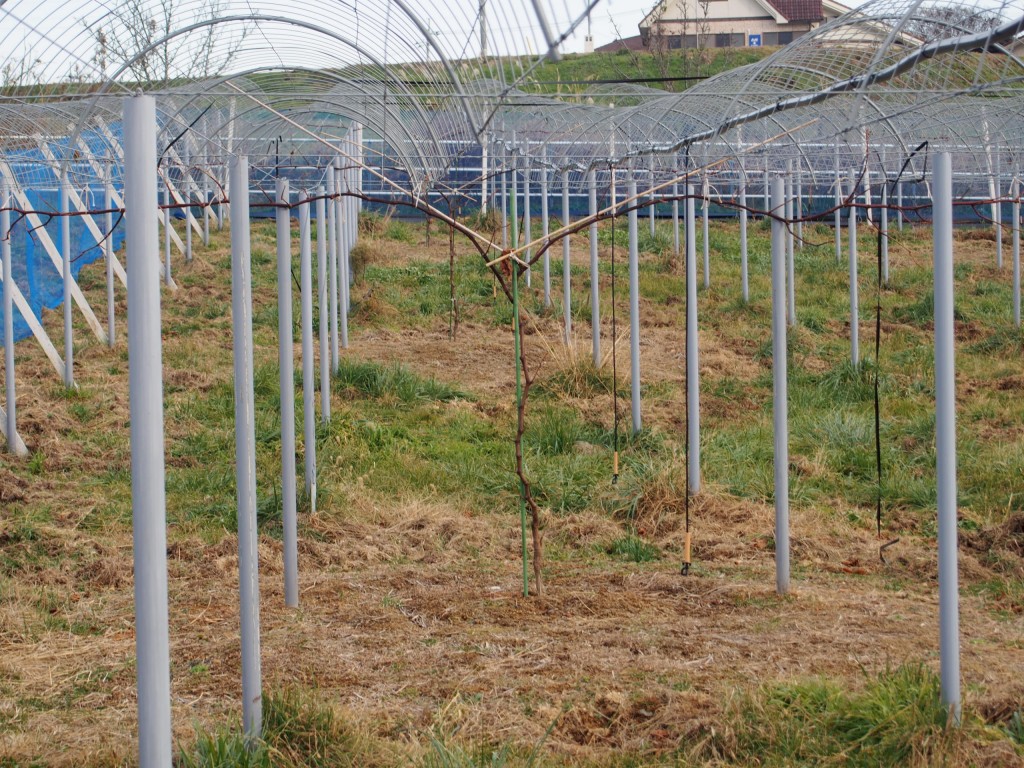 岡山吉備中央町ぶどうピオーネ