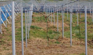 岡山吉備中央町ぶどうピオーネ