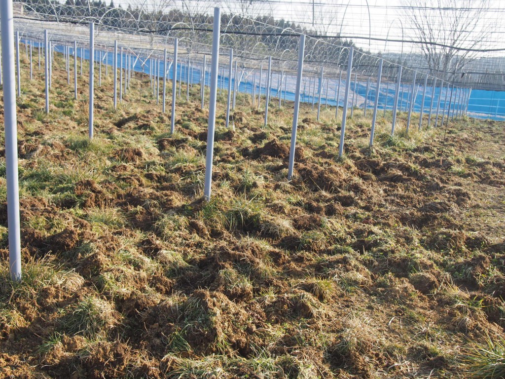 岡山吉備中央町ぶどうピオーネ