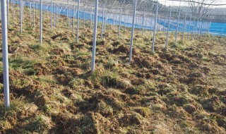 岡山吉備中央町ぶどうピオーネ