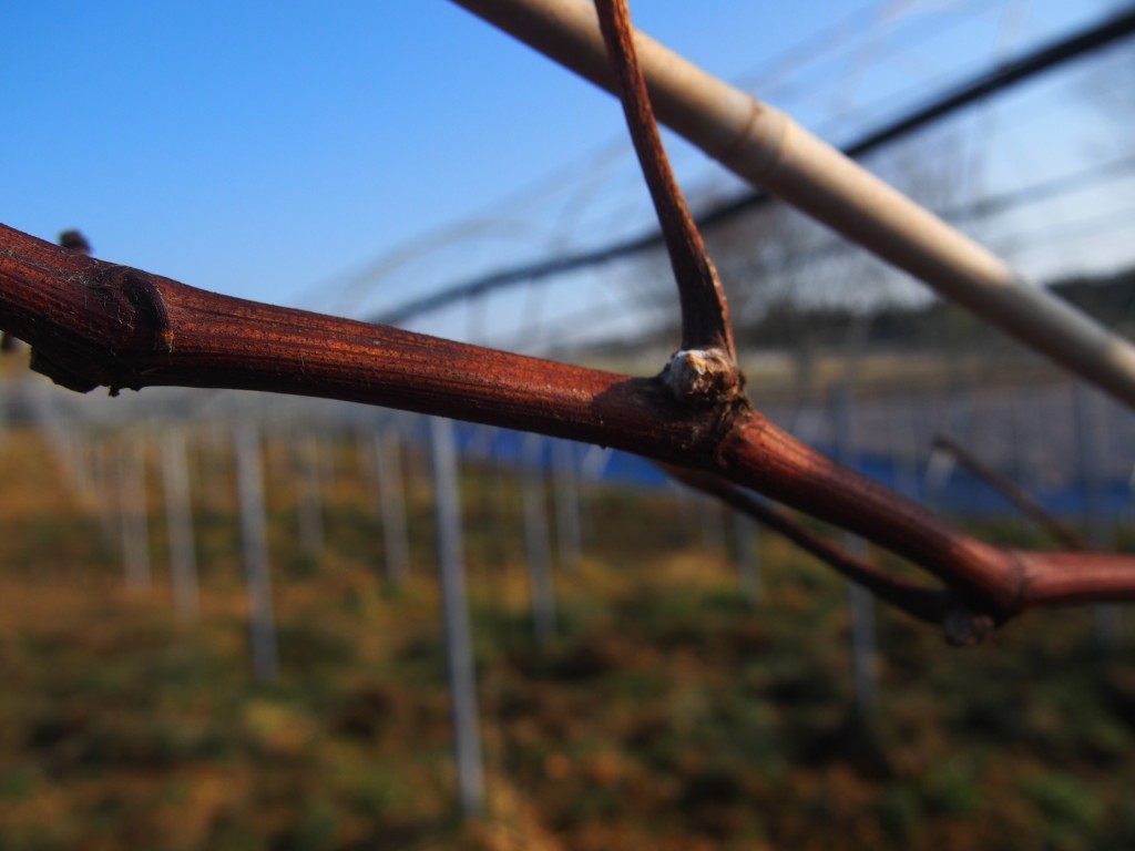 岡山吉備中央町ぶどうピオーネ