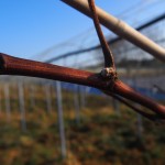 岡山吉備中央町ぶどうピオーネ