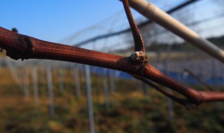 岡山吉備中央町ぶどうピオーネ