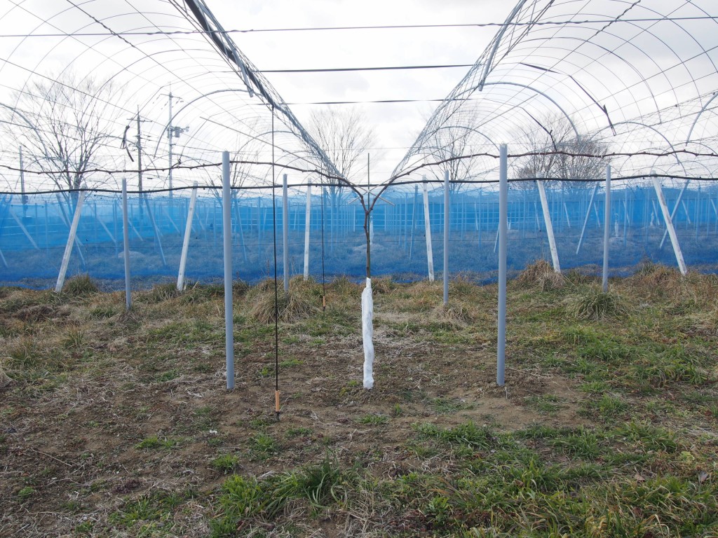 岡山吉備中央町ぶどうピオーネ