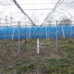 岡山吉備中央町ぶどうピオーネ