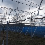 岡山吉備中央町ぶどうピオーネ