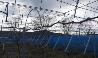 岡山吉備中央町ぶどうピオーネ