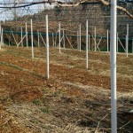 岡山吉備中央町ぶどうピオーネ