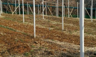 岡山吉備中央町ぶどうピオーネ