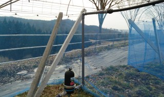 岡山吉備中央町ぶどうピオーネ