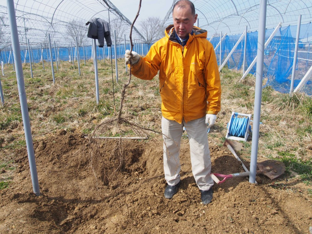 岡山吉備中央町ぶどうピオーネ