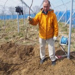 岡山吉備中央町ぶどうピオーネ