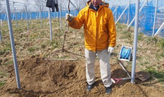 岡山吉備中央町ぶどうピオーネ