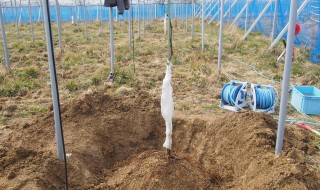 岡山吉備中央町ぶどうピオーネ