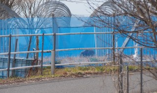 岡山吉備中央町ぶどうピオーネ