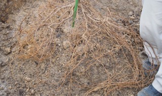 岡山吉備中央町ぶどうピオーネ